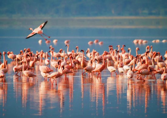 Lake-Manyara-Pink-flamingos