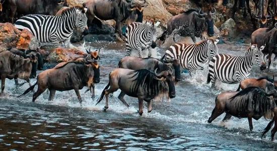 great-migration-safaris-tanzania-offer-hr